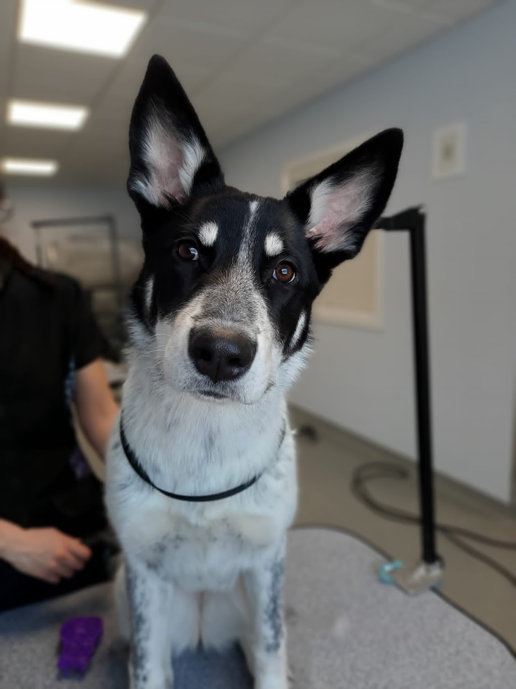 Clearspring Kennels | 38010 Municipal 35 Rd E, Blumenort, MB R0A 0C1, Canada | Phone: (204) 320-9008