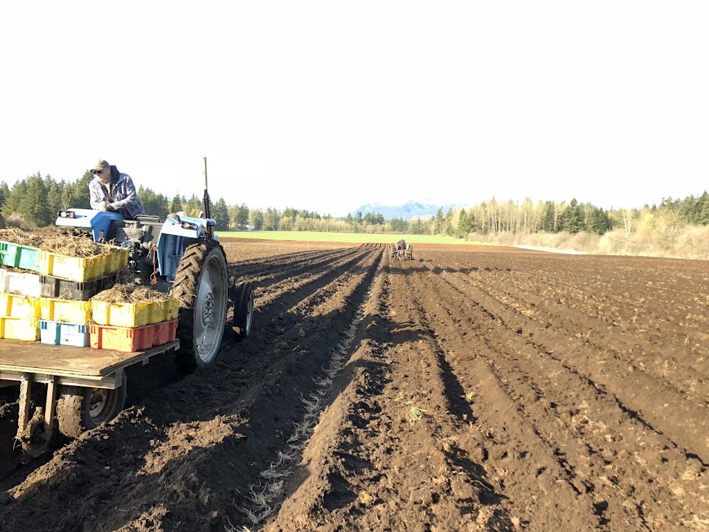 Dove Creek Asparagus Farm | 3505 Dove Creek Rd, Courtenay, BC V9J 1P3, Canada | Phone: (250) 503-5599