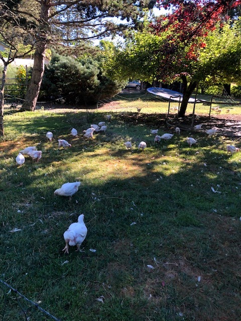 Reliable Poultry Service LTD. | 6911 River Ave N, Courtenay, BC V9J 1N5, Canada | Phone: (250) 337-5956