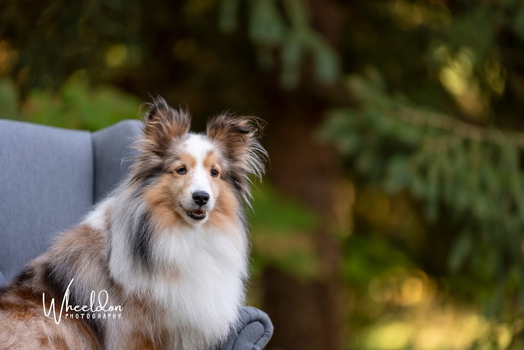 Wheeldon Photography | 380 Townline Rd E, Cayuga, ON N0A 1E0, Canada | Phone: (289) 408-8292