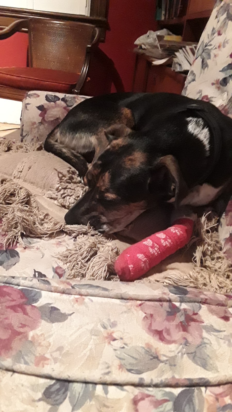 Carlton Animal Hospital | 277 Lake St, St. Catharines, ON L2R 5Z6, Canada | Phone: (289) 362-3900
