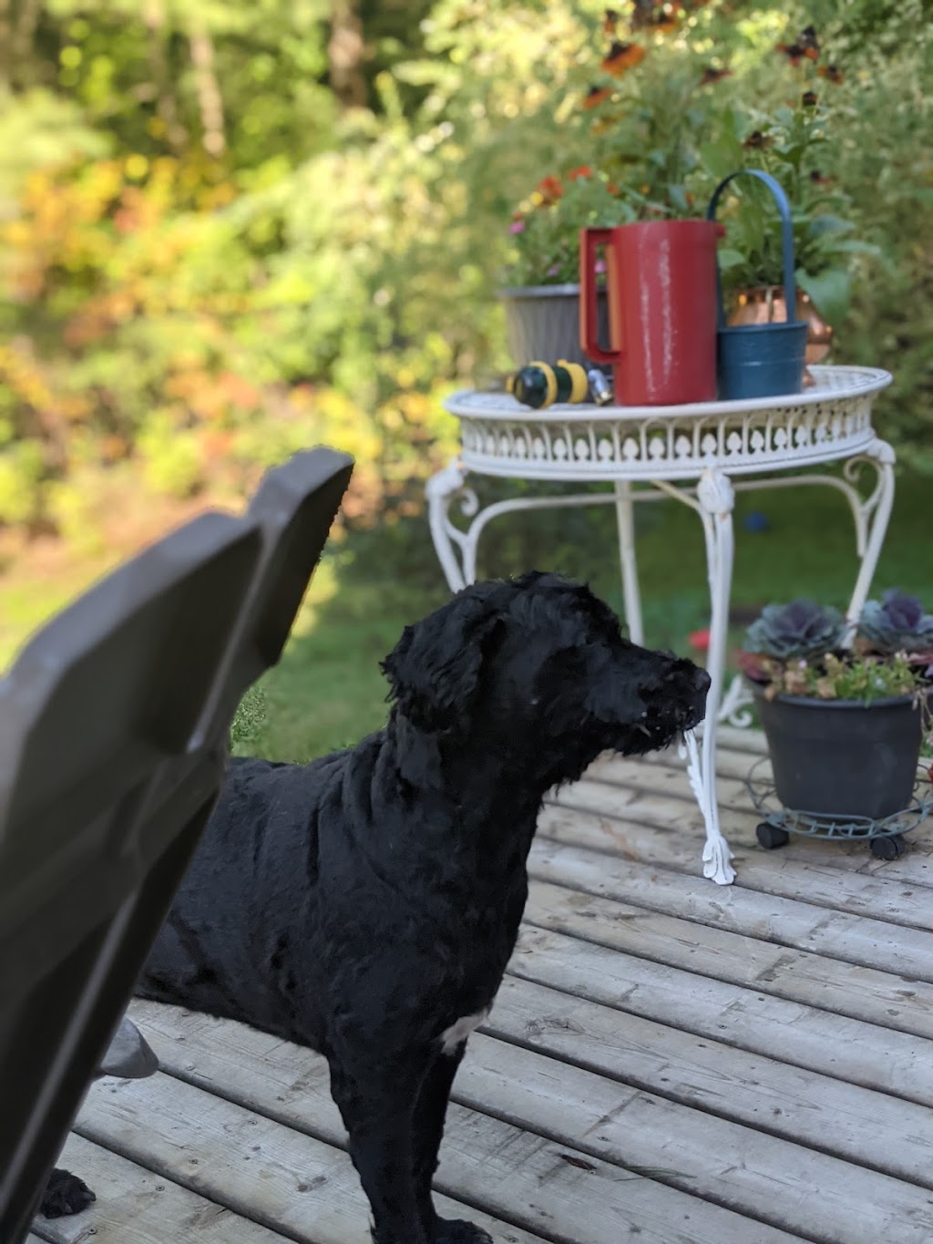 Pet Valu Watters | 900 Watters Road Units 3B & 4, Orléans, ON K4A 0B4, Canada | Phone: (613) 424-0132