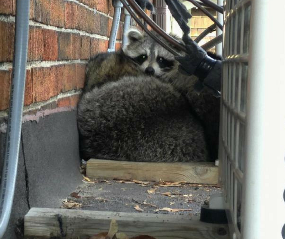ICE Pest Control & Wildlife North York | 77 Quebec Ave Suite # 932, Toronto, ON M6P 2T4, Canada | Phone: (416) 246-2256