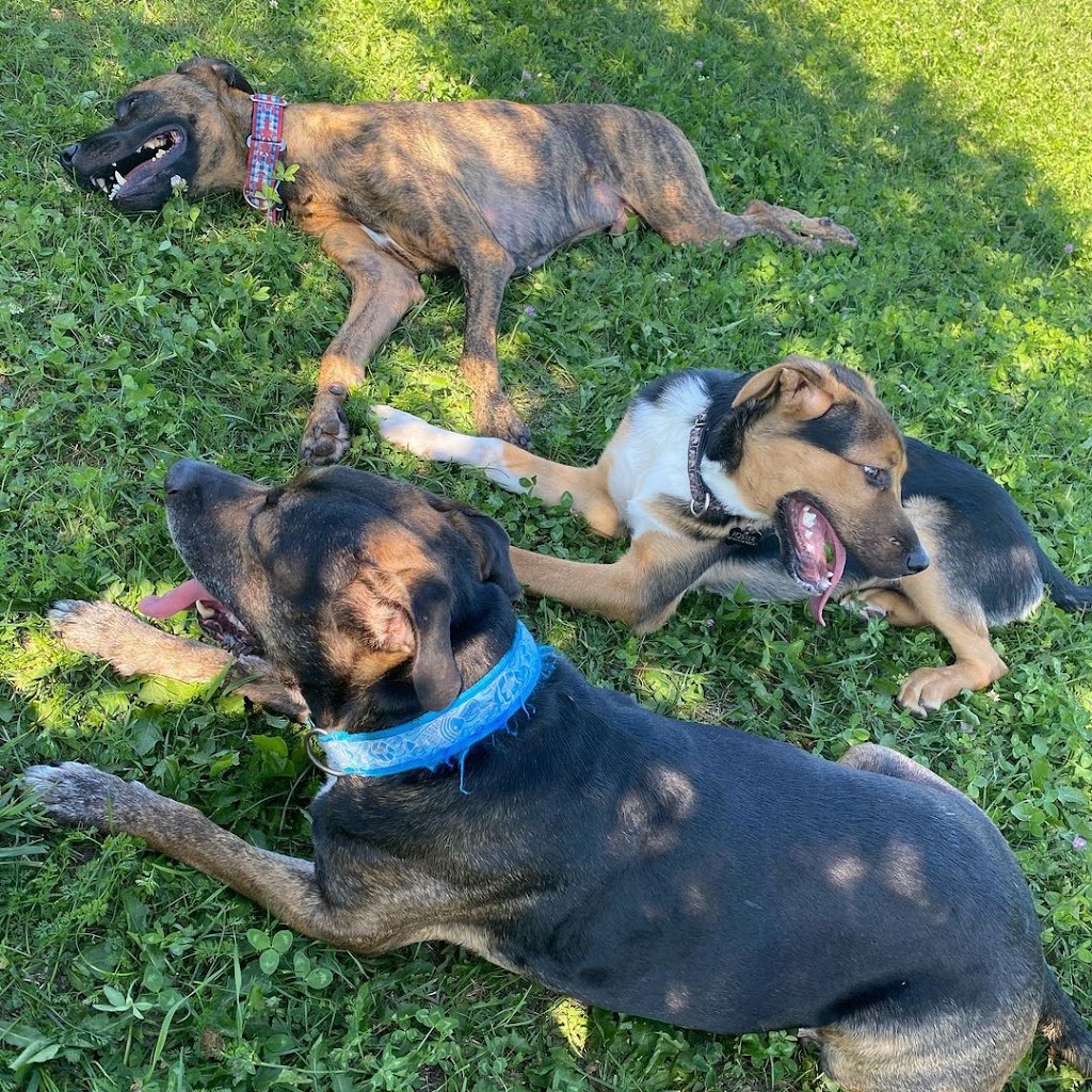 Country Canines Play Park - London | Wonderland Road South and, ON-402, London, ON N6P 1G5, Canada | Phone: (613) 878-2309