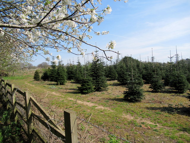 Les Sapins de la Tannery | 18 Chemin Tannery, Stanbridge East, QC J0J 2H0, Canada | Phone: (514) 622-1056