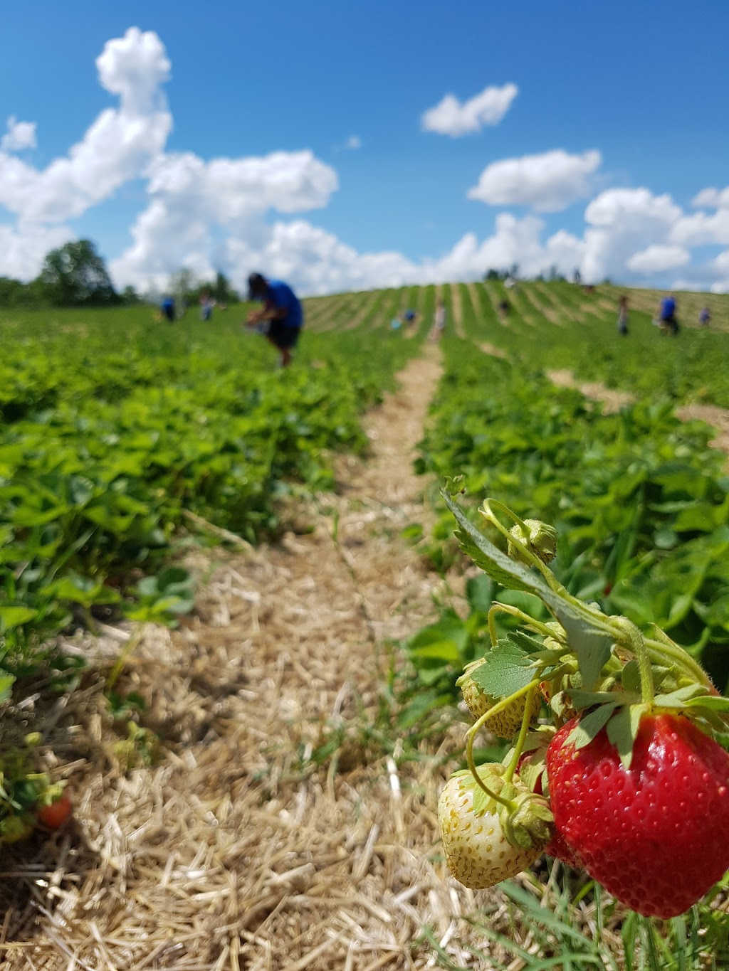 Andrews Scenic Acres | 9365 10 Side Rd, Milton, ON L9T 2X9, Canada | Phone: (905) 878-5807