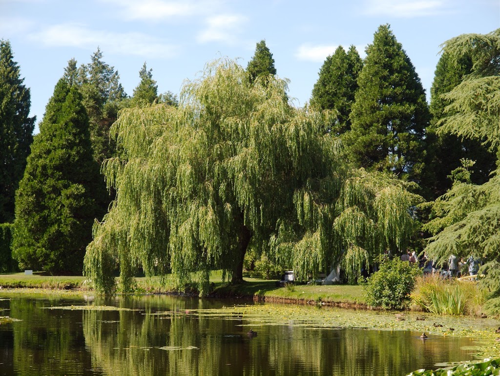 Livingstone Lake | 5251 Oak St, Vancouver, BC V6M 4H1, Canada