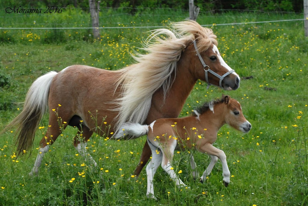 Elevage de chevaux miniatures / LMlesMinis | 1100 Chemin Dion, Sherbrooke, QC J1R 0R8, Canada | Phone: (819) 822-4507