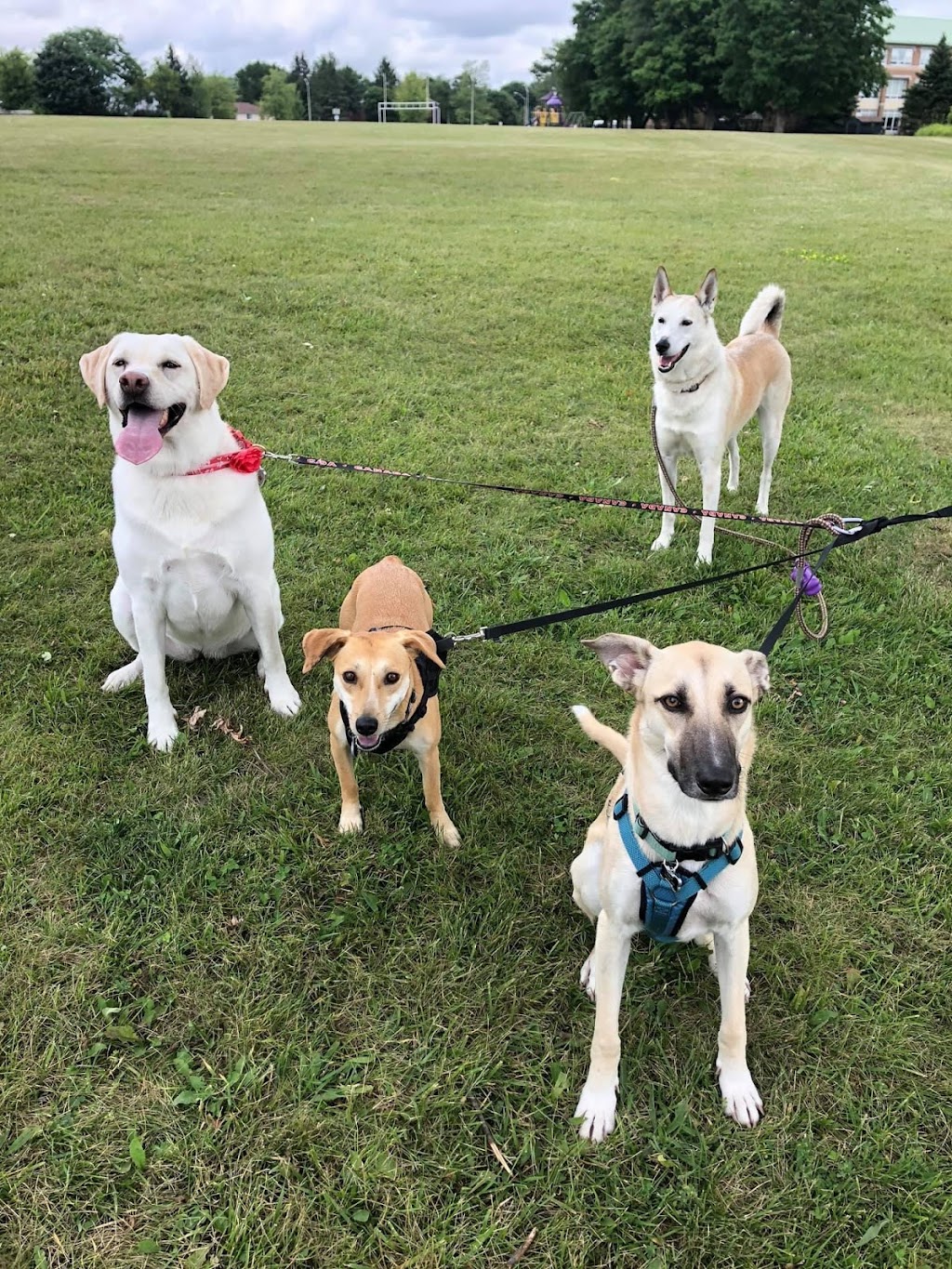 Jessicas Pet Services | 49 Douglas Dr, Barrie, ON L4M 6H6, Canada | Phone: (705) 321-9062