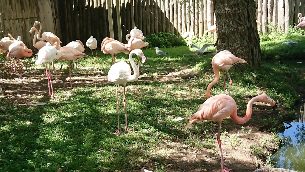 Elmvale Jungle Zoo | 14191 Simcoe County Rd 27, Phelpston, ON L0L 2K0, Canada | Phone: (705) 322-1112