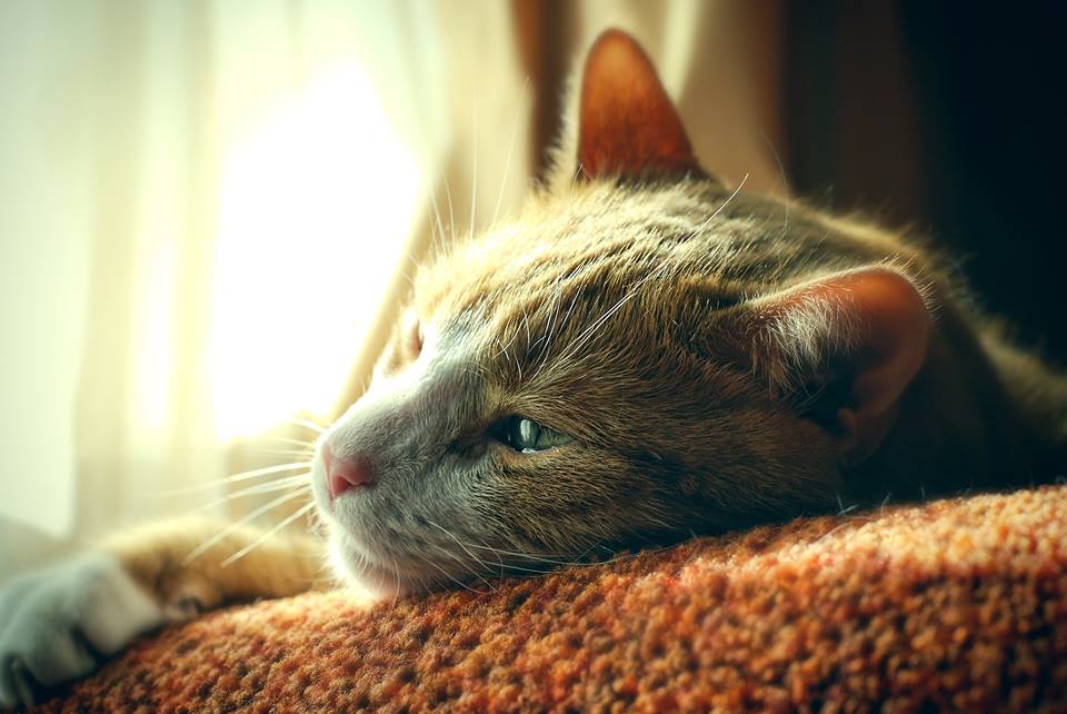Rosen Home Pet Euthanasia Service | 1754 Brayford Ave, London, ON N6K 0H4, Canada | Phone: (905) 876-7766