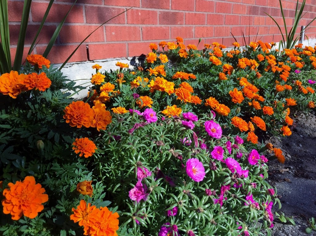 LGMP - Lloyd’s Grounds Management Professionals | 1893 Durham Regional Rd 3, Hampton, ON L0B 1J0, Canada | Phone: (905) 263-2225