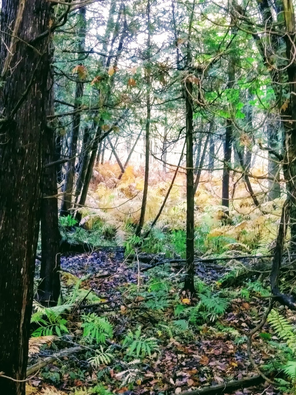 Wawanosh Valley Conservation Education Centre | 38854 Nature Centre, Blyth, ON N0M 1H0, Canada | Phone: (519) 523-4788