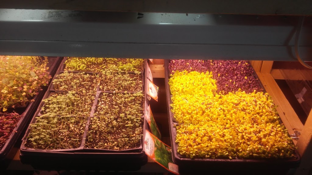 Richmond Microgreens | 3750 McBean St, Richmond, ON K0A 2Z0, Canada | Phone: (613) 807-9676