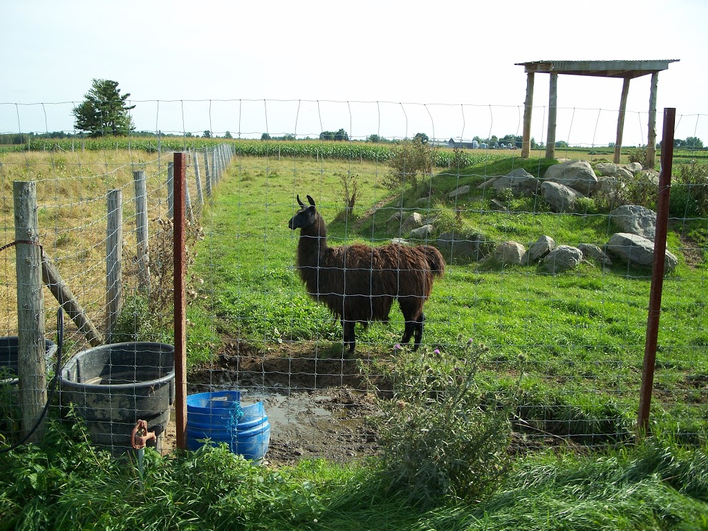 Vignoble de la Bauge | 155 Avenue des Érables, Brigham, QC J2K 4E1, Canada | Phone: (450) 266-2149