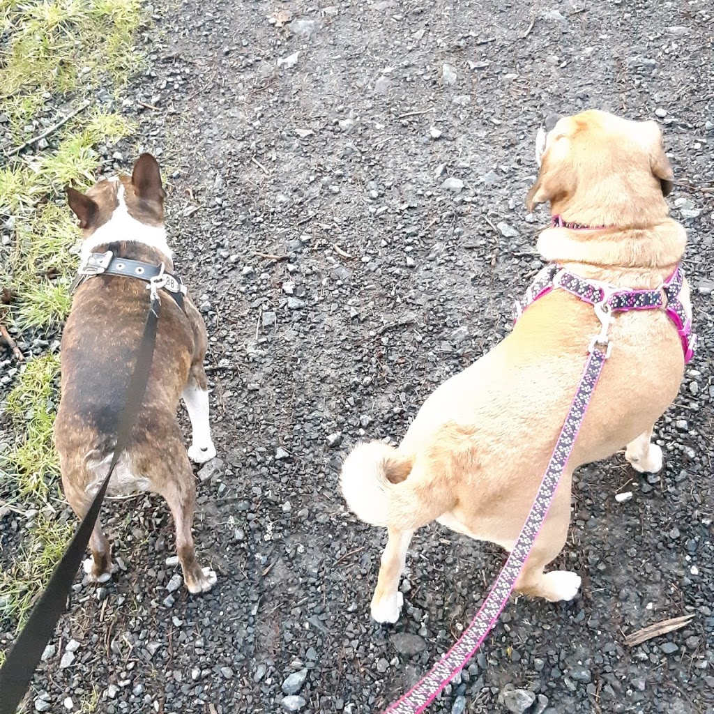 Denises Doggy Den & Walking Service | 991 Wild Pond Ln, Victoria, BC V9C 4M7, Canada | Phone: (250) 812-5339