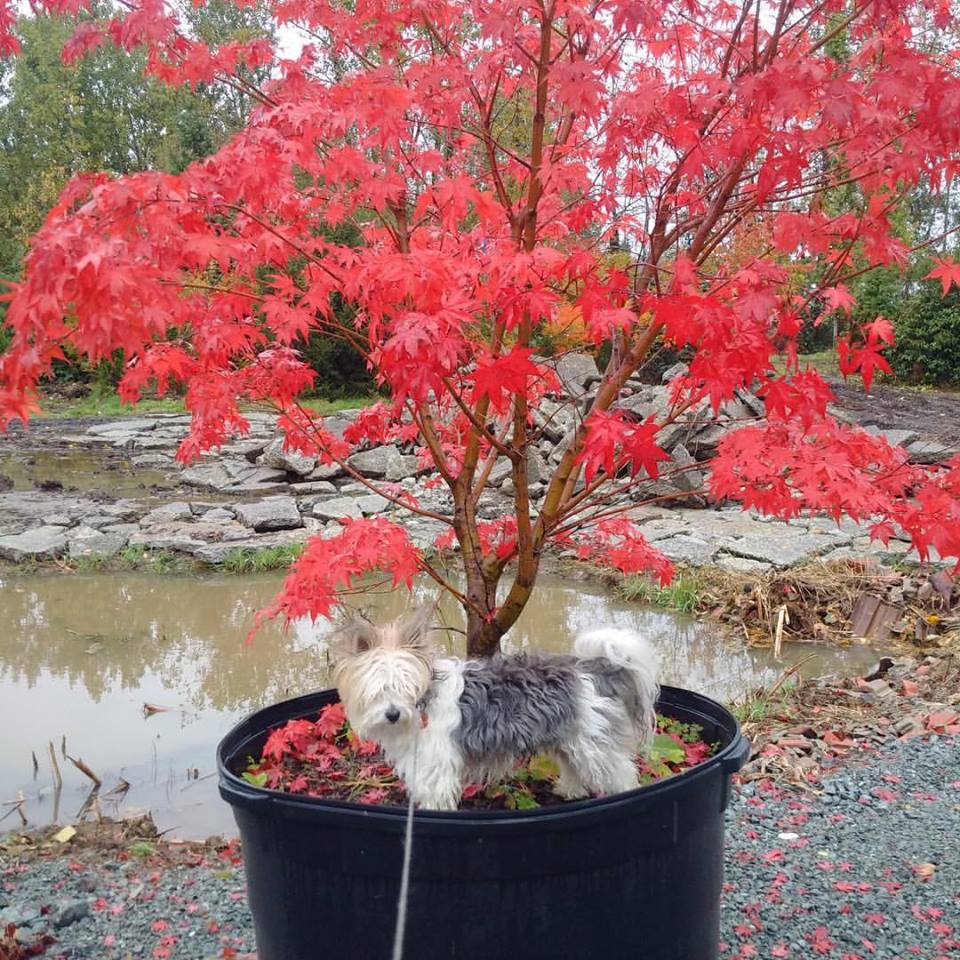 Frost Nursery | 5863 Beatty Rd, Abbotsford, BC V4X 2E9, Canada | Phone: (604) 607-7171