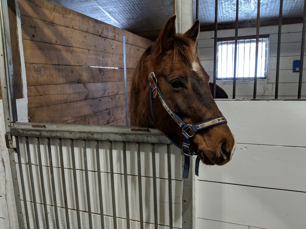 Back of Beyond Equine Centre | 2572 Muskoka Road 10, Huntsville, ON P1H 2J3, Canada | Phone: (705) 789-1605