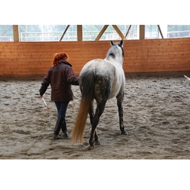 Sandy Lang Horsemanship | 4700 Charlie Spruce Pl, Abbotsford, BC V3G 2K9, Canada | Phone: (604) 850-1243