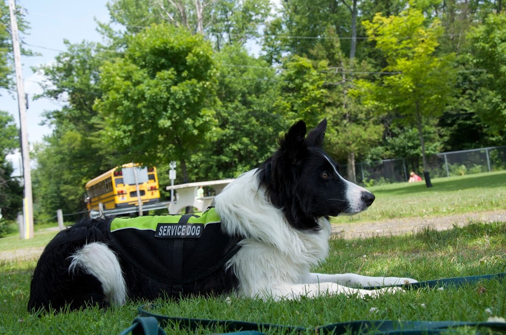 Muskoka Goose Control | 1138 Baldwin Rd, Bracebridge, ON P1L 1W8, Canada | Phone: (705) 706-4551
