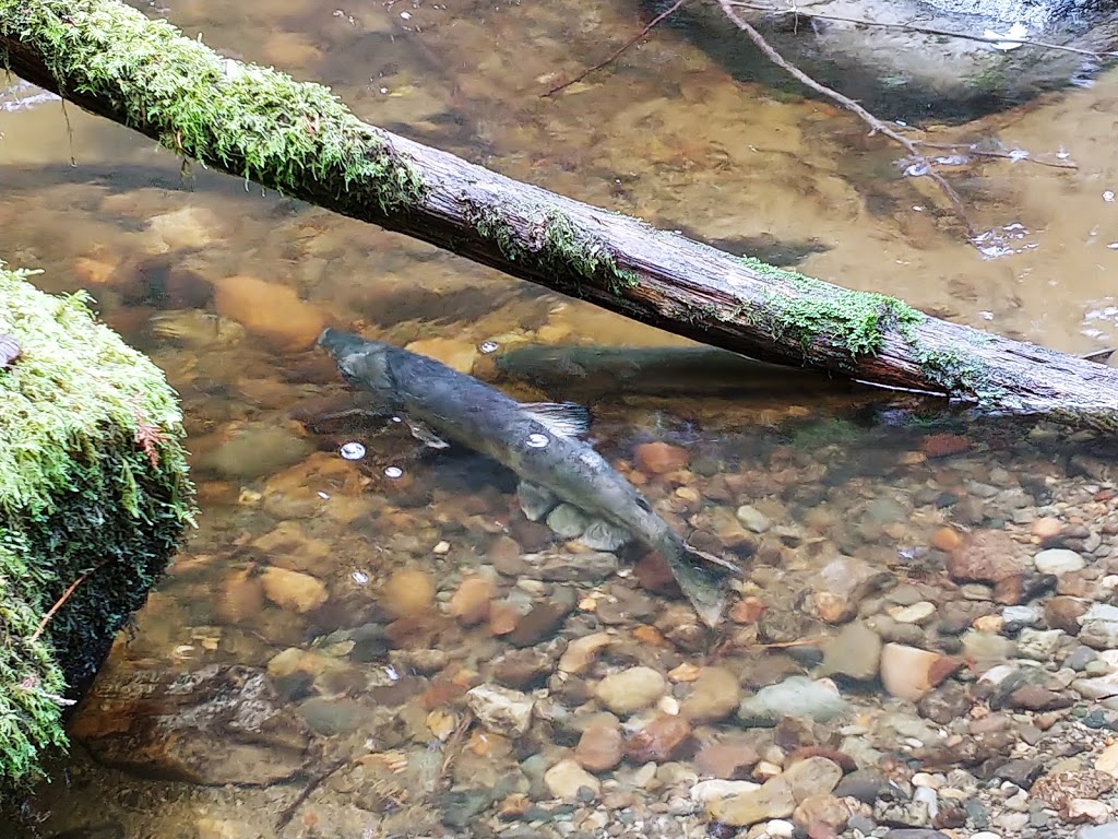 Arroyo Park | 1700 Old Samish Rd, Bellingham, WA 98229, USA | Phone: (360) 778-7000