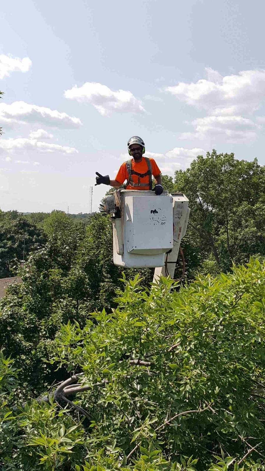 Colonial Tree Service | 36 Armstrong Ave, Georgetown, ON L7G 4R9, Canada | Phone: (905) 877-8591