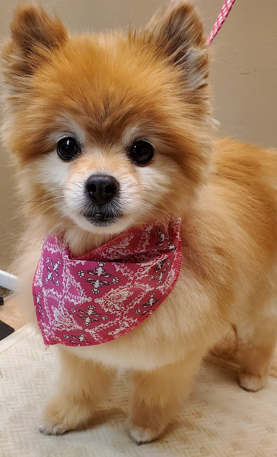 Roxy and Friends Grooming Salon by Appointment | 83 Erie St, Port Colborne, ON L3K 4L9, Canada | Phone: (289) 478-6034