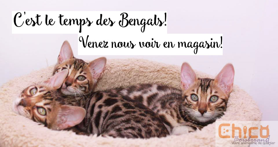 Boutique d’animaux Chico Boisbriand | 39 Chem. de la Grande-Côte, Boisbriand, QC J7G 1C8, Canada | Phone: (450) 430-8485