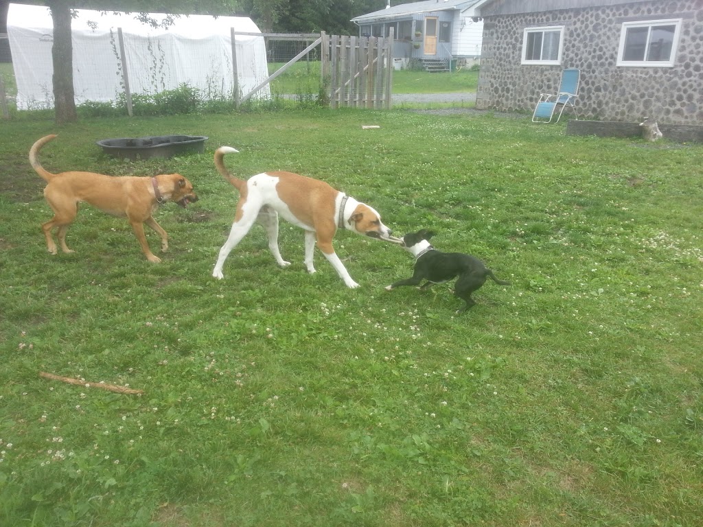 CasaCanine Kennel | 6123 Snake Island Rd, Osgoode, ON K0A 2W0, Canada | Phone: (613) 261-4140