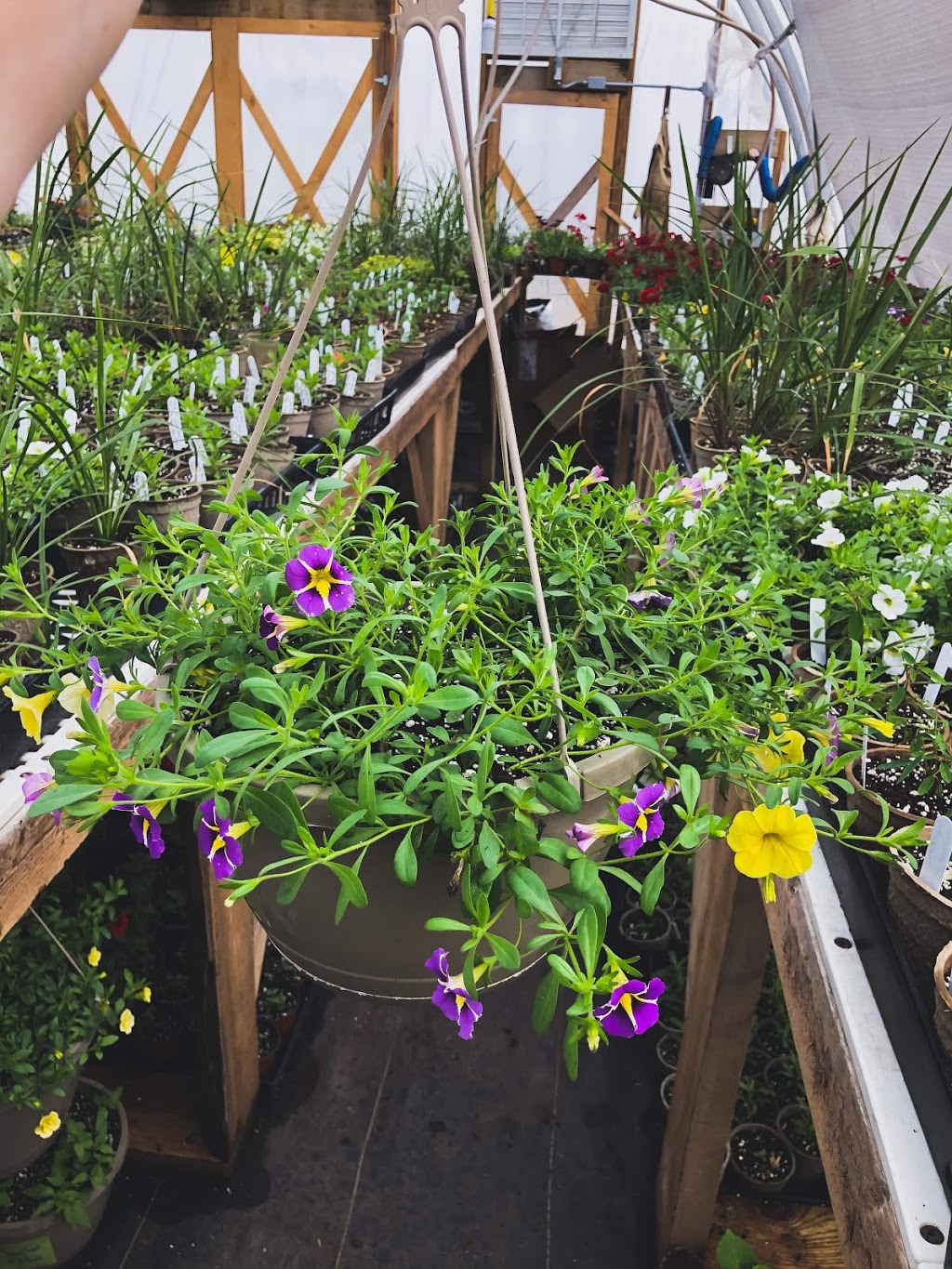Souch Paradise Greenhouse | 84619 Button Line, Brussels, ON N0G 1H0, Canada | Phone: (226) 222-6216