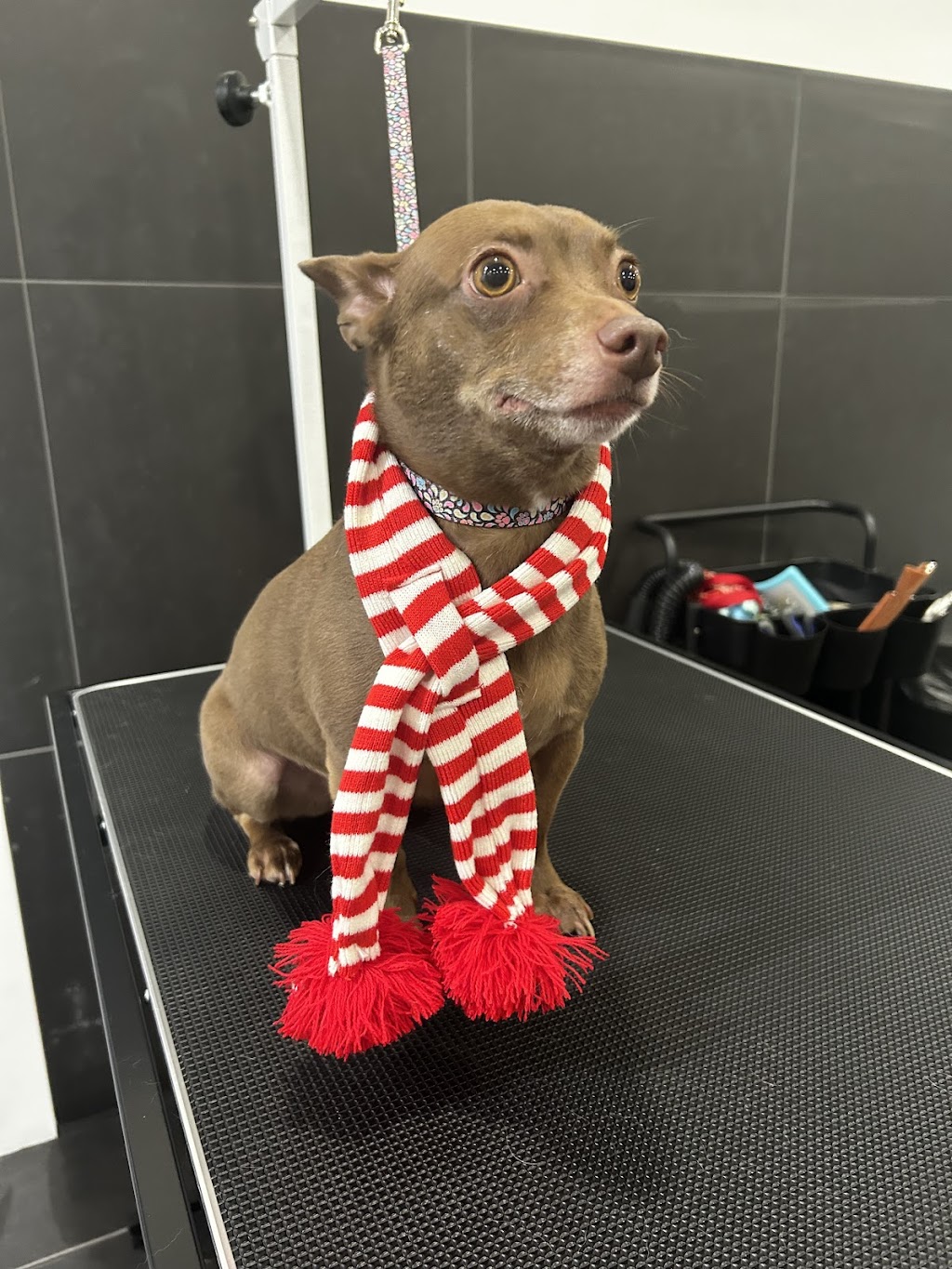 Pawfection Spa | 4468 NB-111, Upperton, NB E5N 3C1, Canada | Phone: (506) 639-7860