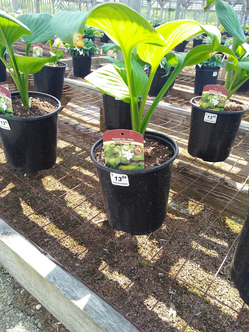 Keene On Gardens Inc | 1589 Keene Rd, Peterborough, ON K9J 6X9, Canada | Phone: (705) 760-9292