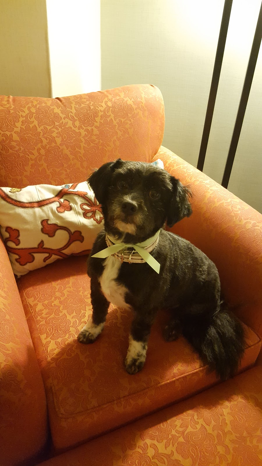 Inn Dog Neat O | 4642 Strawberry Ln, Kamloops, BC V2H 1L6, Canada | Phone: (250) 578-7715