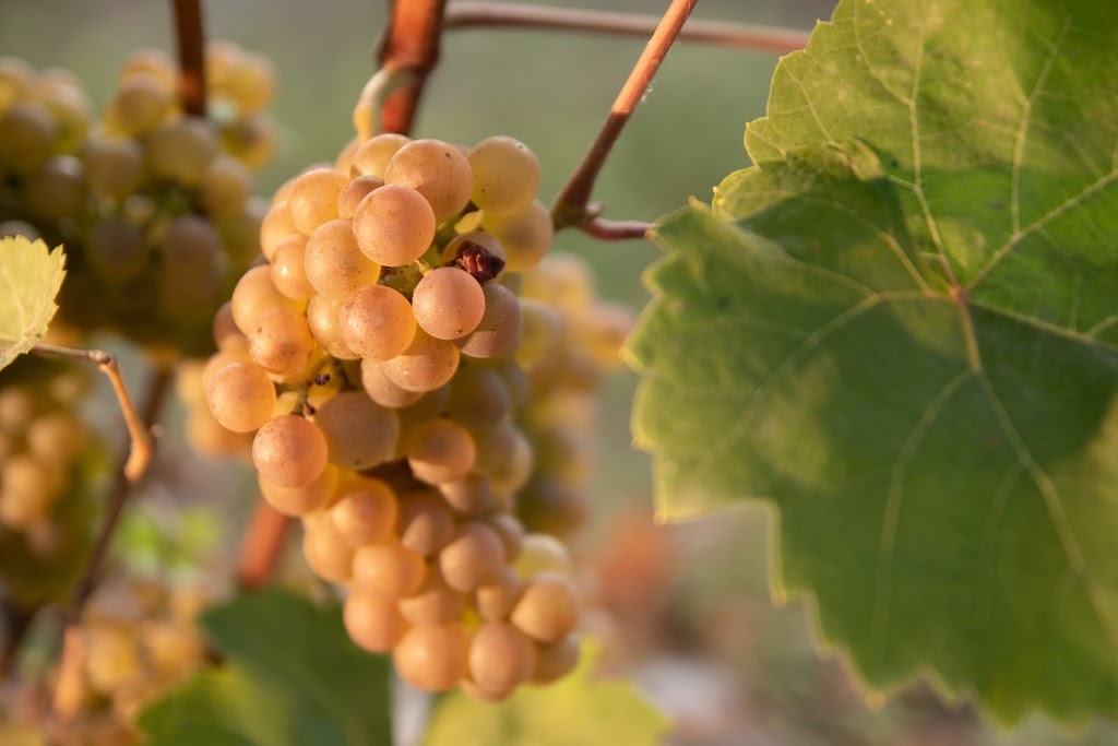 Vignoble de lArdennais | 158 Chemin Ridge, Stanbridge East, QC J0J 2H0, Canada | Phone: (450) 248-0597