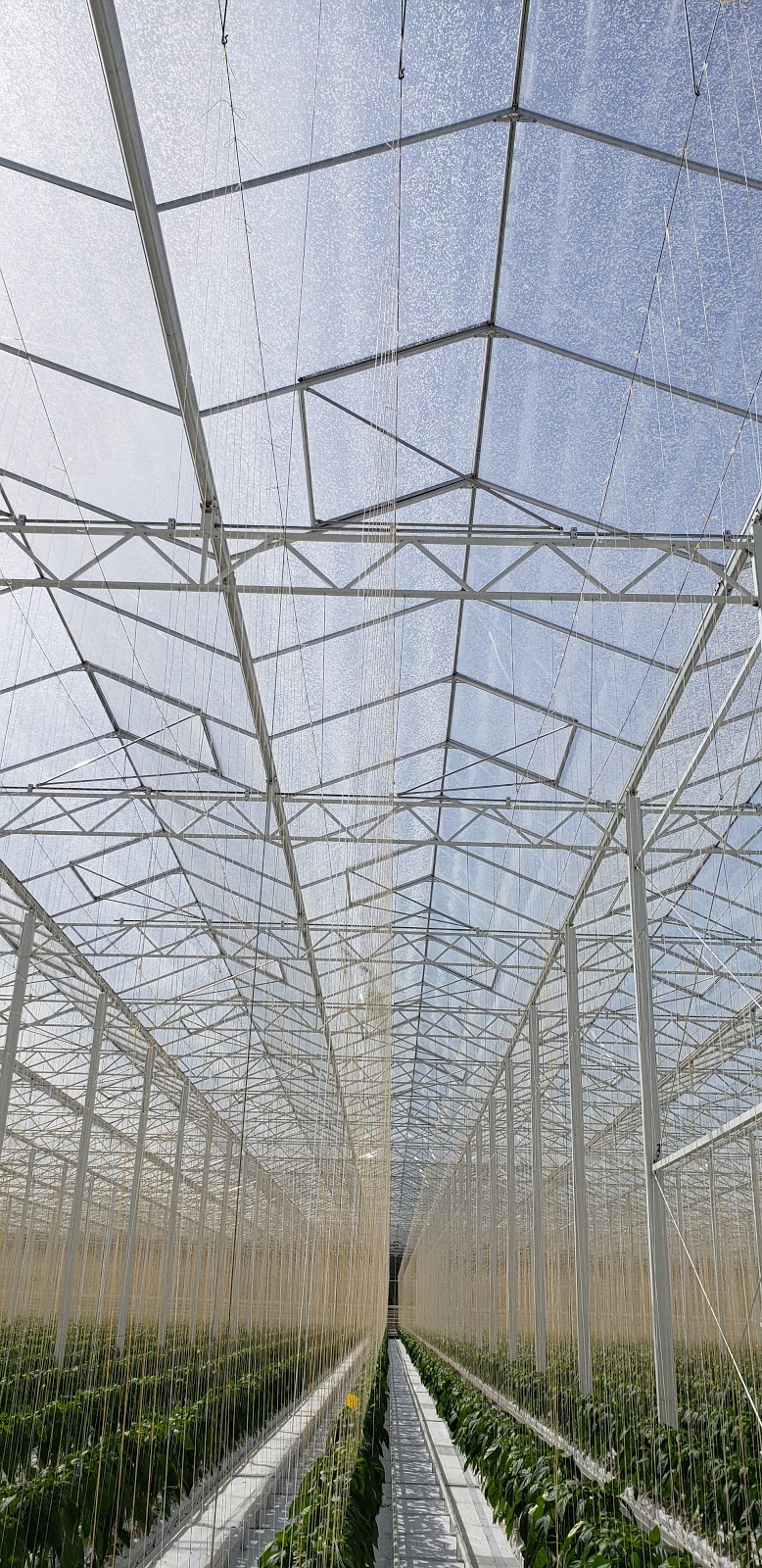 Randhawa Farms | 33677 Hallert Road, Abbotsford, BC V4X 1W9, Canada | Phone: (604) 864-8896