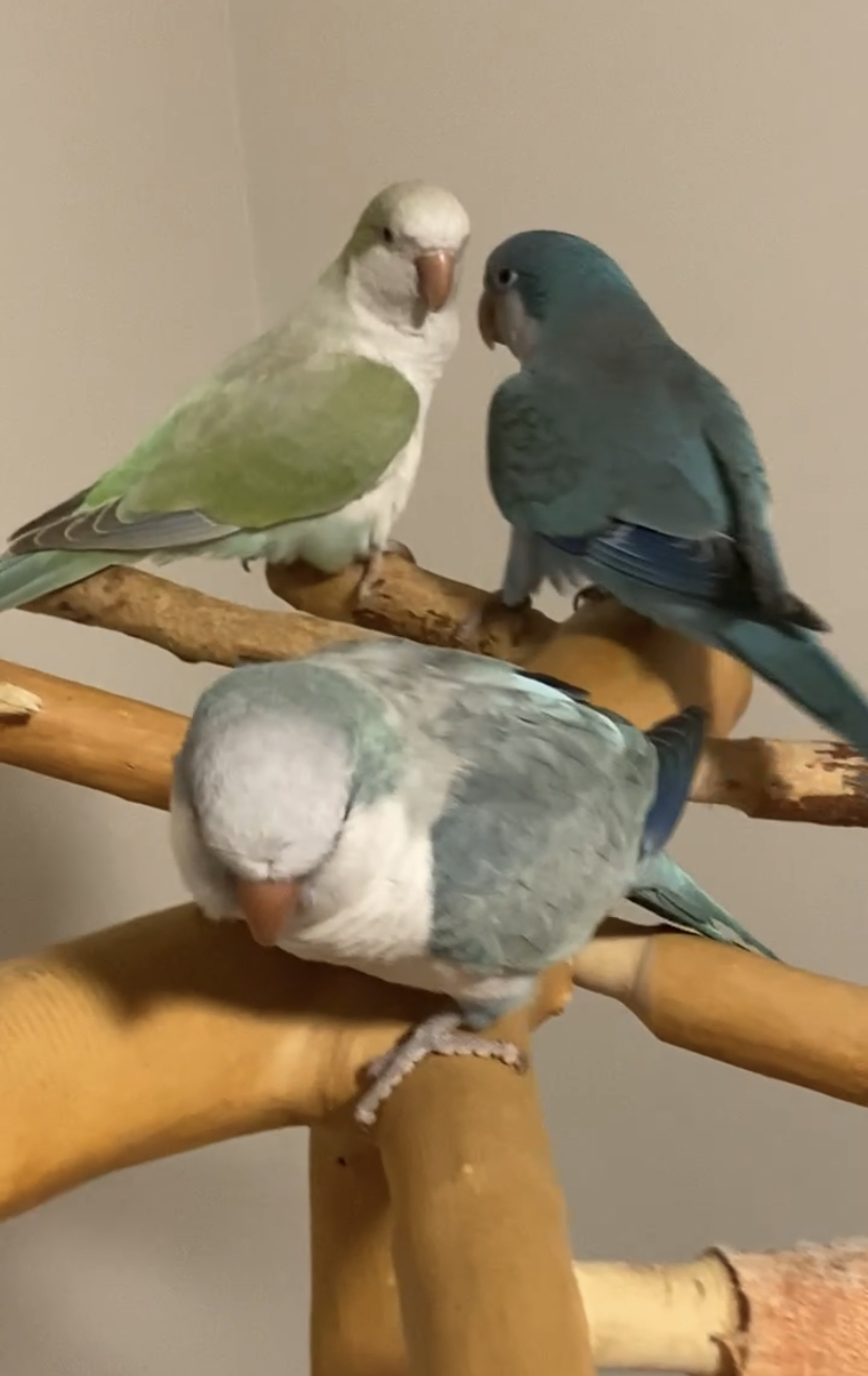 Pets4You Canada Inc. | 10 Cecile Dr, Kitchener, ON N2M 1V3, Canada | Phone: (519) 716-8885