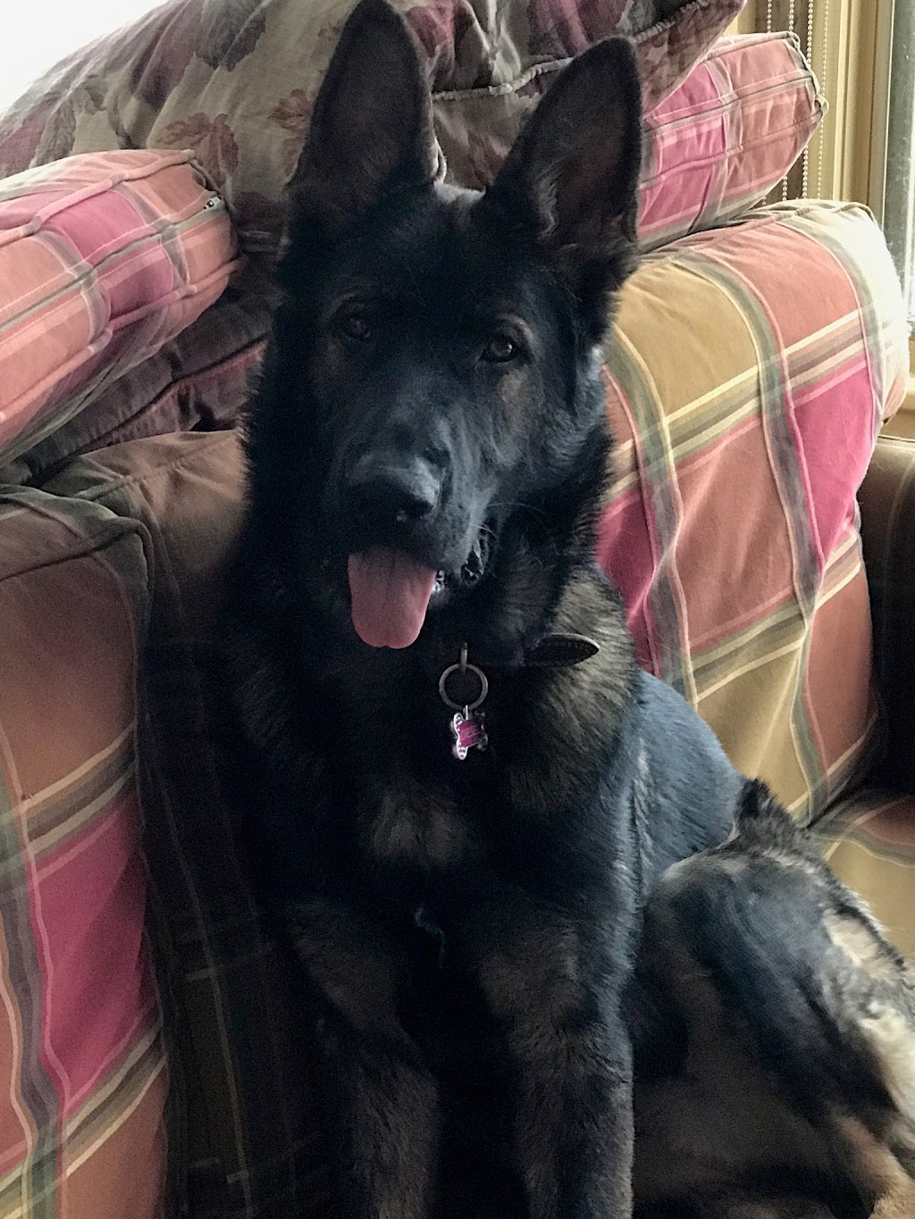 DArcys Dog Training & Pet Services | 471 Dundas St N, Cambridge, ON N1R 5R6, Canada | Phone: (519) 721-7387
