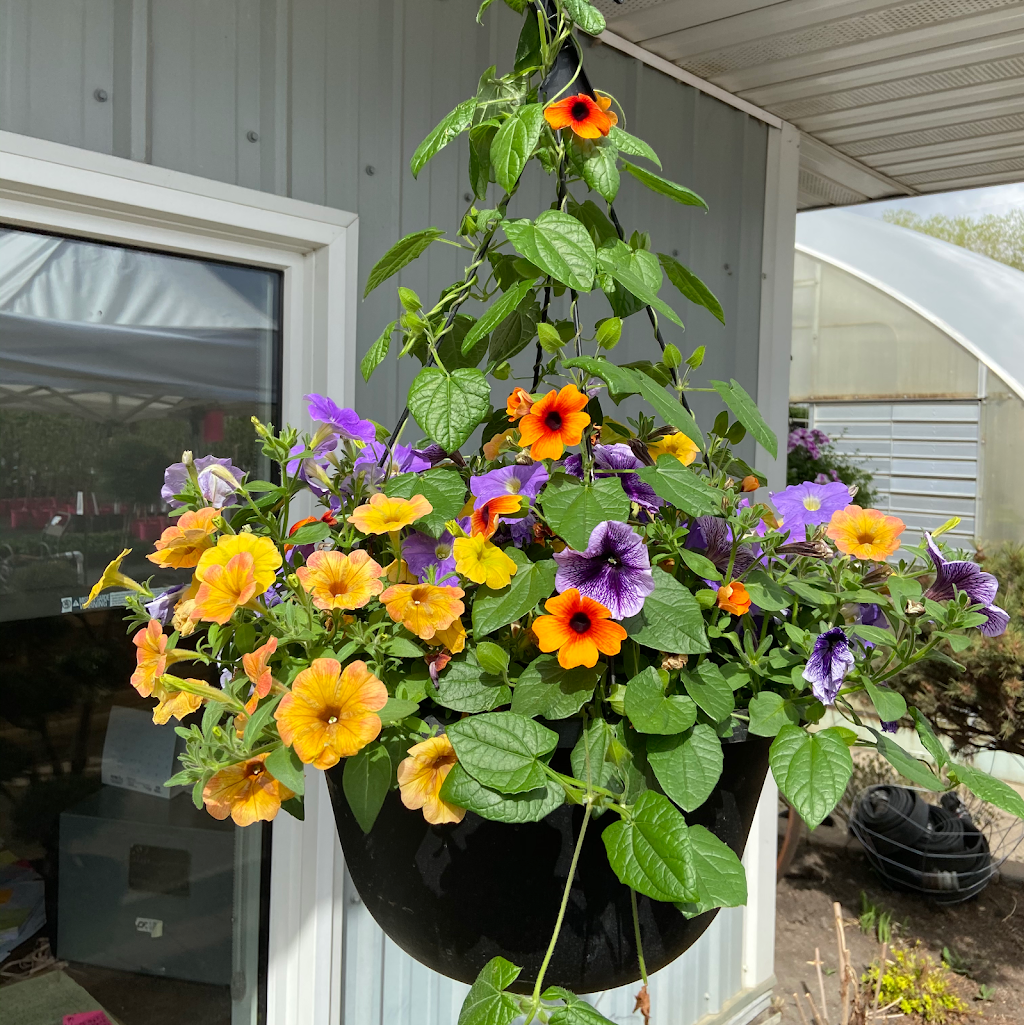 Sunstar Nurseries Ltd. | 810 167 Ave NE, Edmonton, AB T5Y 6K9, Canada | Phone: (780) 472-6103