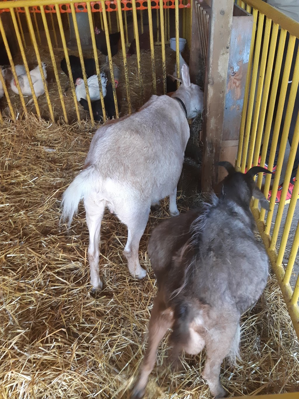Bry-Anne Farms | 471 Foss Rd, Fenwick, ON L0S 1C0, Canada | Phone: (905) 892-8999