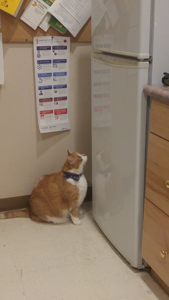 Park Road Veterinary Clinic | 9-627 Park Rd N, Brantford, ON N3T 5L8, Canada | Phone: (519) 759-3031