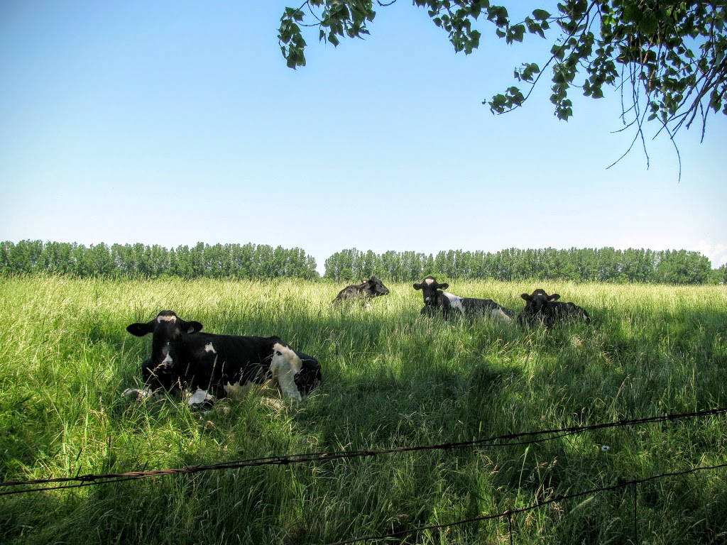 Société de conservation, dinterprétation et de recherche de Ber | Rue de Frontenac, Saint-Ignace-de-Loyola, QC J0K 2P0, Canada