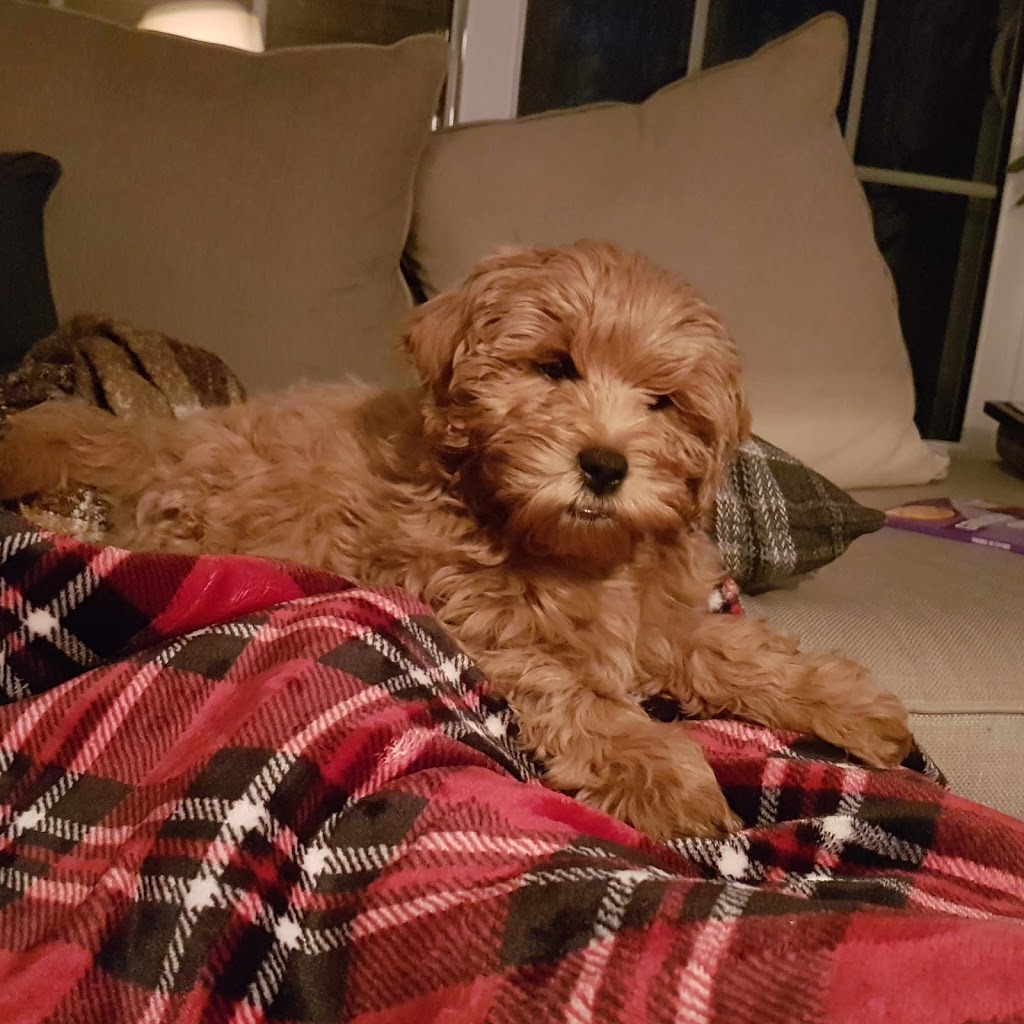 Veterinary Clinic Rosemere | 435 Chemin de la Grande-Côte, Rosemère, QC J7A 1L2, Canada | Phone: (450) 621-2700