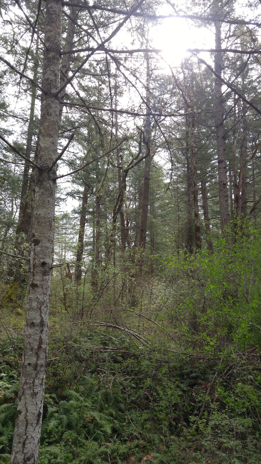 Gore Nature Park | 1018 Greig Ave, Brentwood Bay, BC V8M 1J6, Canada