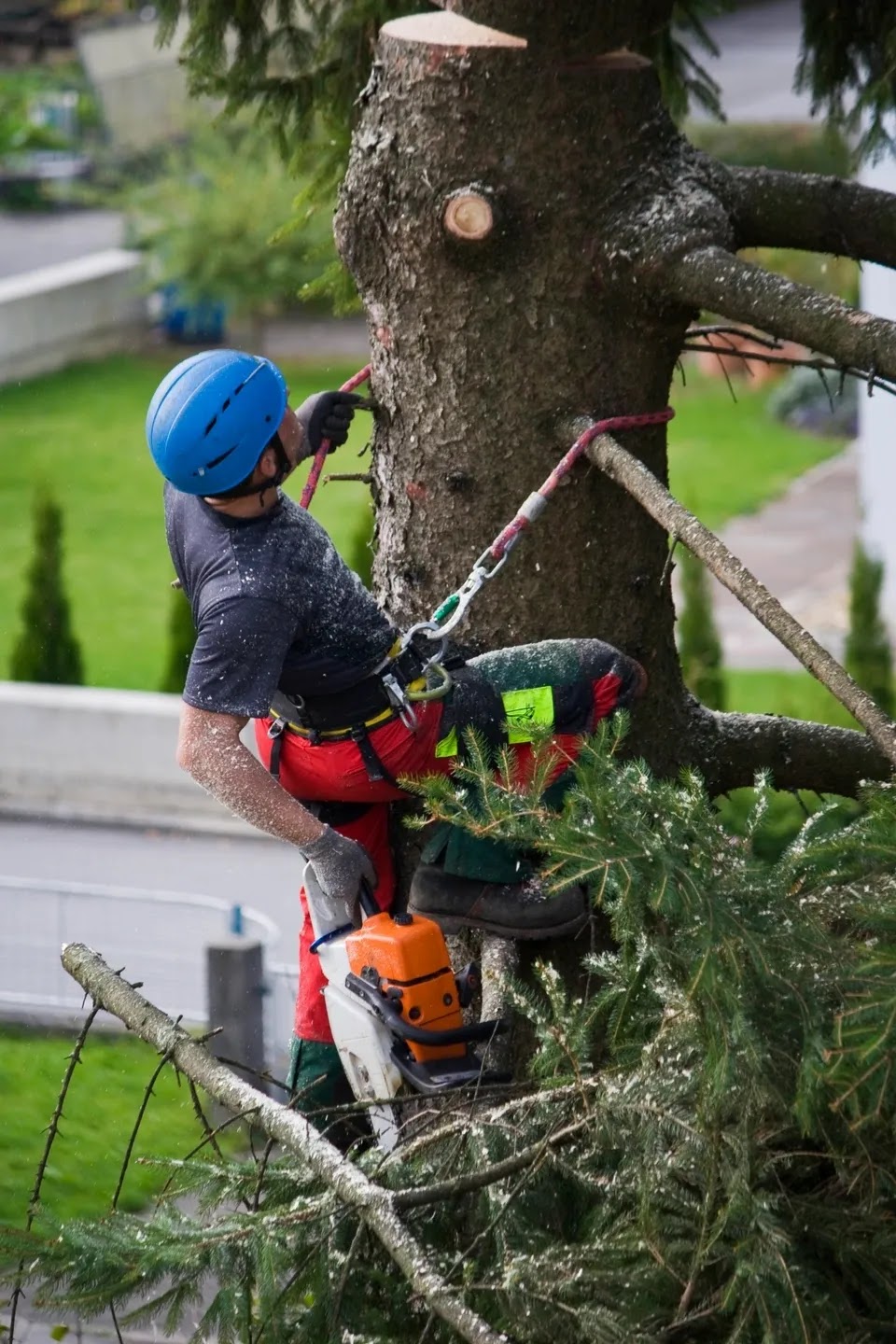 Redridge Arboriculture | 4 Mason Dr, Alliston, ON L0L 1L0, Canada | Phone: (416) 371-4166