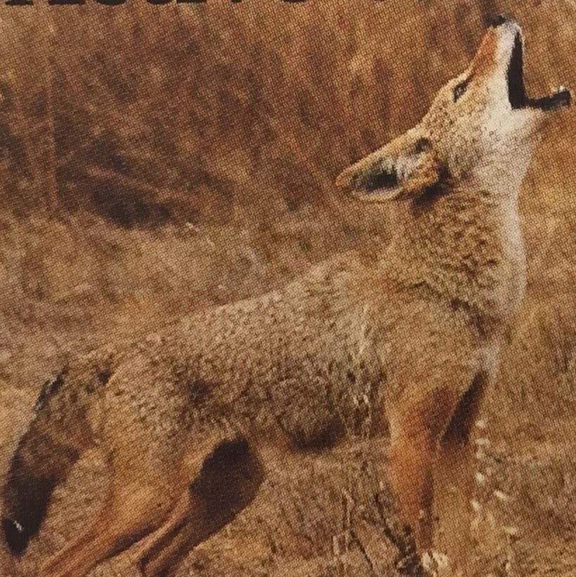 Active Wildlife Control | 20 Ridgeview Rd, Vernon, BC V1B 3S2, Canada | Phone: (250) 307-0891