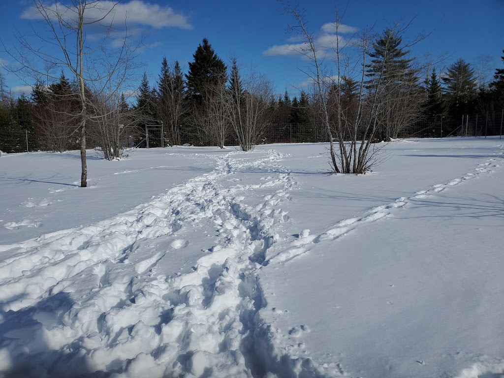 Oceanmark K-9 Resort | 12 Lacey Mines Rd, Chester Basin, NS B0J 1K0, Canada | Phone: (902) 275-2361