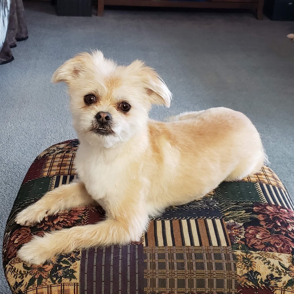 Classic K-9 Cuts | 5308 Route 895, Colpitts Settlement, NB E4J 2Z4, Canada | Phone: (506) 850-6721