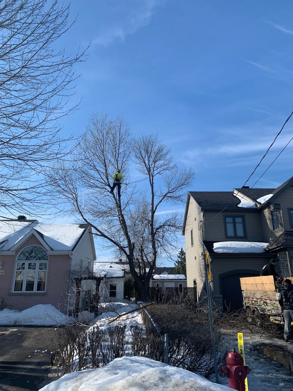 Paysagement Abattage Émondage Élagage | SAISONEX | 16 Rue Regent, Greenfield Park, QC J4V 2T7, Canada | Phone: (514) 619-1813