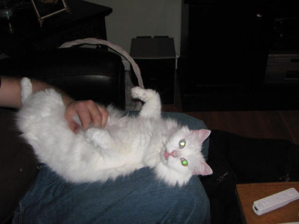 Gurr & Purr Professional Pet Sitting | Tomahawk Dr, Grimsby, ON L3M 5G5, Canada | Phone: (289) 683-6369