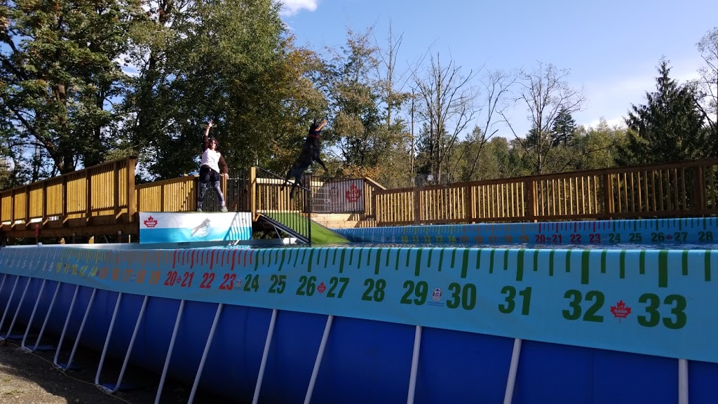 K9 Pool School | 29837 Simpson Rd, Abbotsford, BC V4X 1B9, Canada | Phone: (604) 615-9491